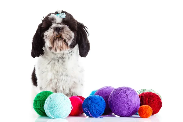 Shih tzu with threadballs isolated on white background — Stock Photo, Image