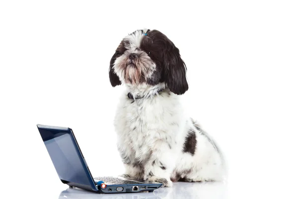 シーズー犬白い背景で隔離のコンピューターに — ストック写真