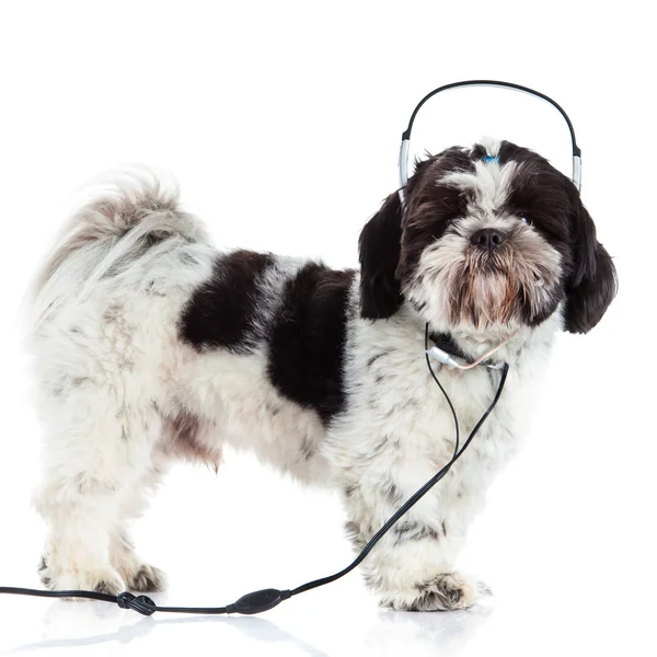 Shih tzu isolado no cão de fundo branco e fone de ouvido — Fotografia de Stock