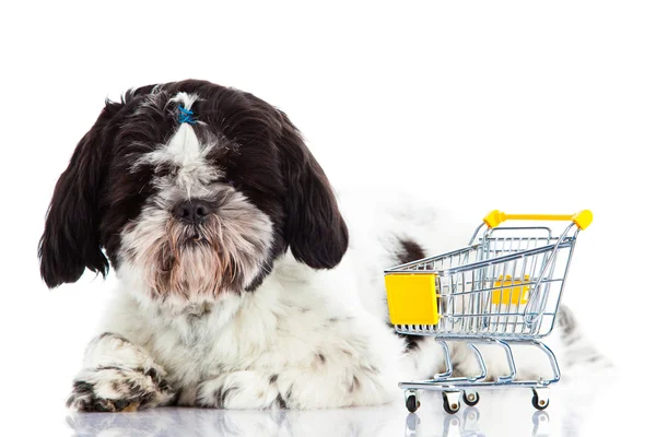 Shih tzu com carrinho de compras isolado no cão de fundo branco — Fotografia de Stock