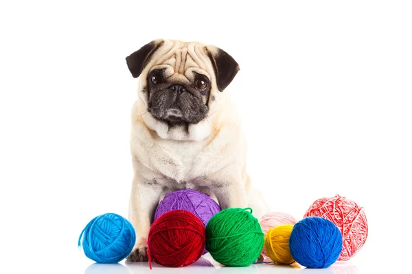 Bolas de fio de cachorro cão isolado no fundo branco médico — Fotografia de Stock