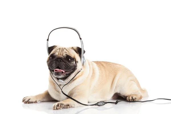 Cão pug com fone de ouvido isolado em fundo branco callcenter — Fotografia de Stock