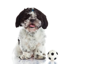 Shih tzu beyaz zemin üzerine izole topu ile