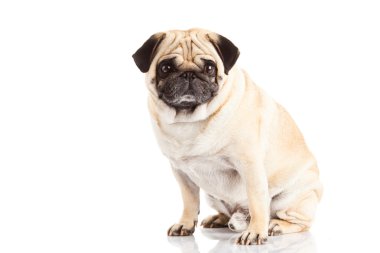 pug dog beyaz arkaplanda izole