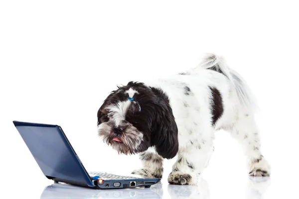 Shih tzu con ordenador aislado en el perro de fondo blanco —  Fotos de Stock