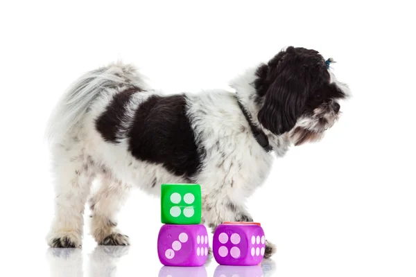 Shih tzu with dices isolated on white background — Stock Photo, Image