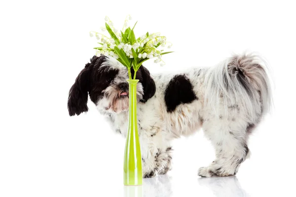 Dog with lily of the valley isolated on white background. spring — Stock Photo, Image
