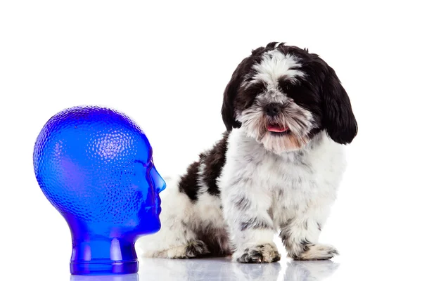 Shih tzu isolado no cão de fundo branco — 스톡 사진