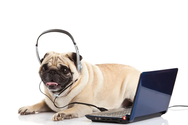 Mops pies z słuchawek na białym tle na białym tle callcenter — Zdjęcie stockowe
