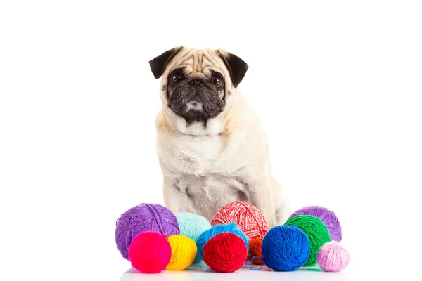 Pug dog thread balls isolated on white background doctor — Stock Photo, Image