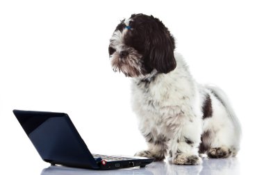 Shih tzu beyaz köpek izole bilgisayar ile
