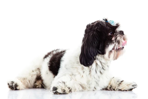 Shih tzu isolato su cane di sfondo bianco — Foto Stock