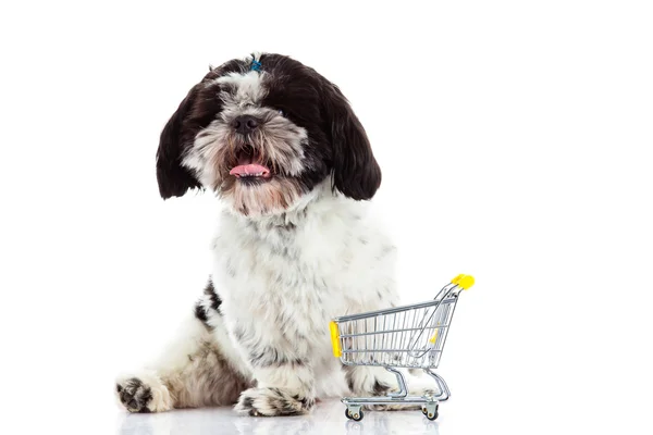 Shih tzu mit Einkaufswagen isoliert auf weißem Hintergrund Hund — Stockfoto