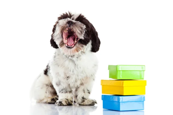 Cão com caixas isoladas em fundo branco, presente — Fotografia de Stock