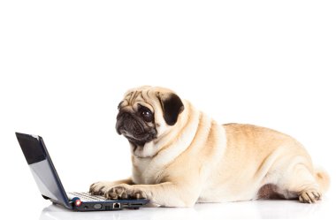 Beyaz arka plan üzerinde izole pug köpek bilgisayar