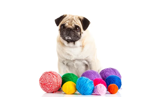 Pug dog thread balls isolated on white background doctor — Stock Photo, Image
