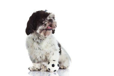 Shih tzu beyaz zemin üzerine izole topu ile
