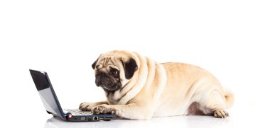 Beyaz arka plan üzerinde izole pug köpek bilgisayar