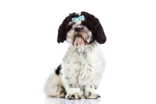 Shih tzu isolato su cane di sfondo bianco — Foto Stock