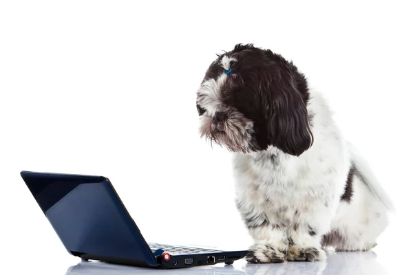 Shih tzu mit Computer isoliert auf weißem Hintergrund Hund — Stockfoto