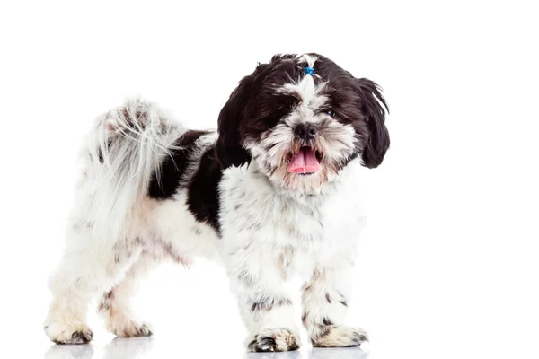 Shih tzu isolato su cane di sfondo bianco — Foto Stock