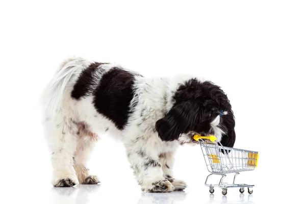 Shih tzu con carrito de compras aislado en el perro de fondo blanco — Foto de Stock