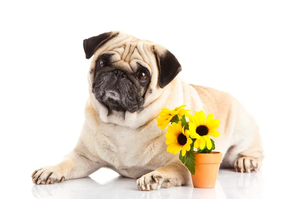 Pug dog isolated on white background, flowers — Stock Photo, Image