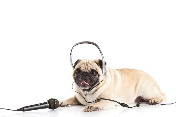 Perro pug con auriculares aislados en el centro de llamadas de fondo blanco — Foto de Stock