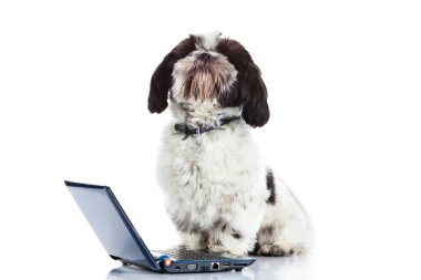 Shih tzu beyaz köpek izole bilgisayar ile