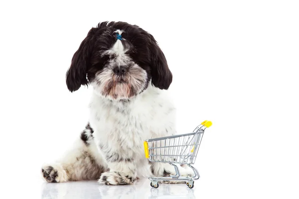 Alışveriş sepetiniz üstünde beyaz köpek izole Shih tzu — Stok fotoğraf