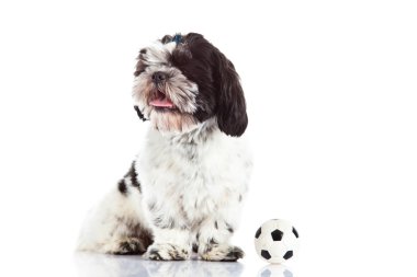 Shih tzu beyaz zemin üzerine izole topu ile