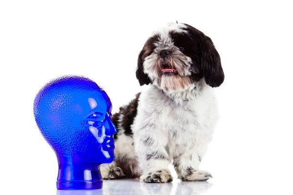 Shih tzu isolado no cão de fundo branco — 스톡 사진