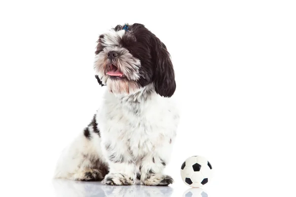 Shih tzu with ball isolated on white background Stock Picture