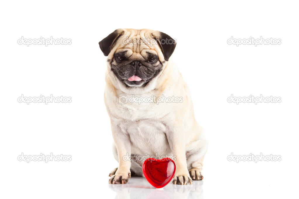 pug dog und heart isolated on white background