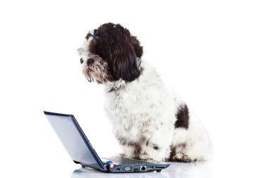 Shih tzu beyaz köpek izole bilgisayar ile