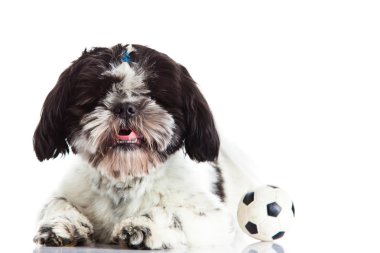 Shih tzu beyaz zemin üzerine izole topu ile