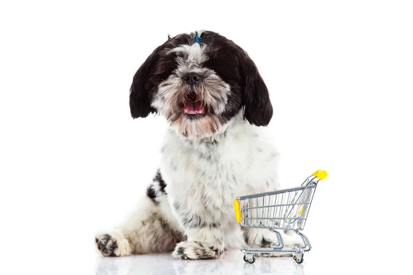 Shih tzu med shopping trolly isolerad på vit bakgrund hund — Stockfoto