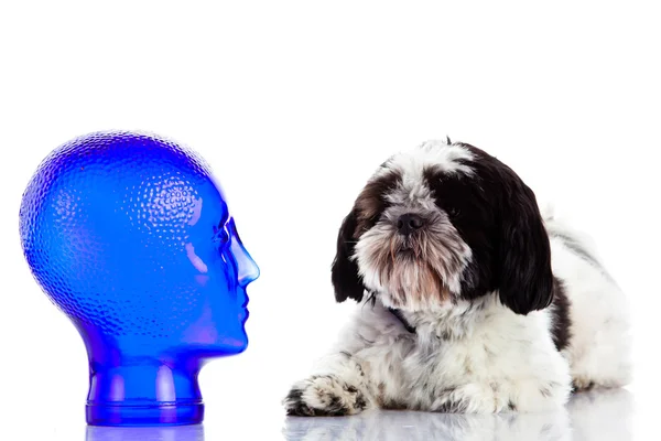 Shih tzu isolado no cão de fundo branco — 스톡 사진