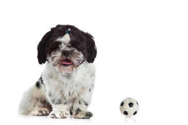 Shih tzu beyaz zemin üzerine izole topu ile