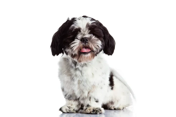 Shih tzu isolado no cão de fundo branco — Fotografia de Stock