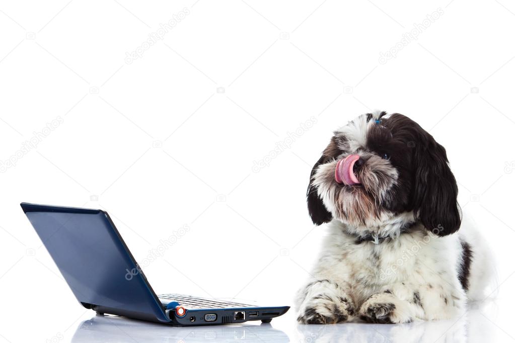 Shih tzu with computer isolated on white background dog
