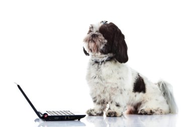 Shih tzu beyaz köpek izole bilgisayar ile