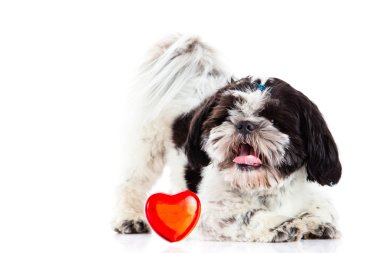 Shih tzu beyaz köpek ve kalp izole