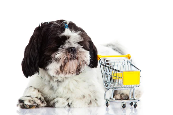 Shih tzu z zakupy wózek na białym tle pies — Zdjęcie stockowe