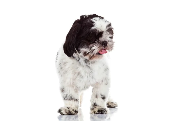 Shih tzu isolated on white background dog — Stock Photo, Image