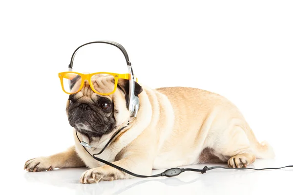 Cane carlino con cuffie isolate su sfondo bianco — Foto Stock