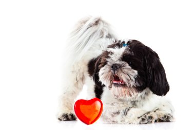 Shih tzu beyaz köpek ve kalp izole