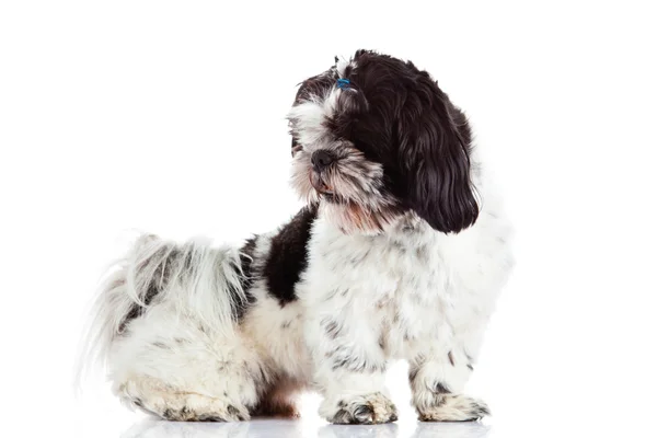 Shih tzu isolado no cão de fundo branco — Fotografia de Stock