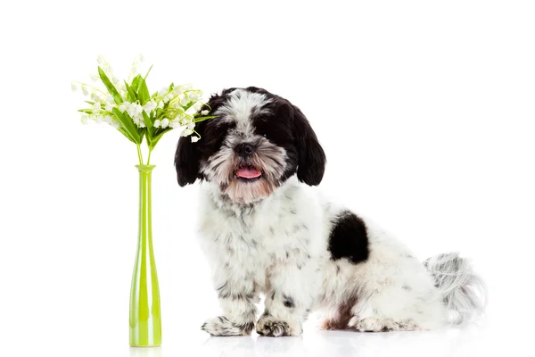 Dog with lily of the valley isolated on white background. spring — Stock Photo, Image