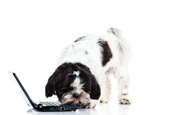 Shih tzu con ordenador aislado en el perro de fondo blanco —  Fotos de Stock